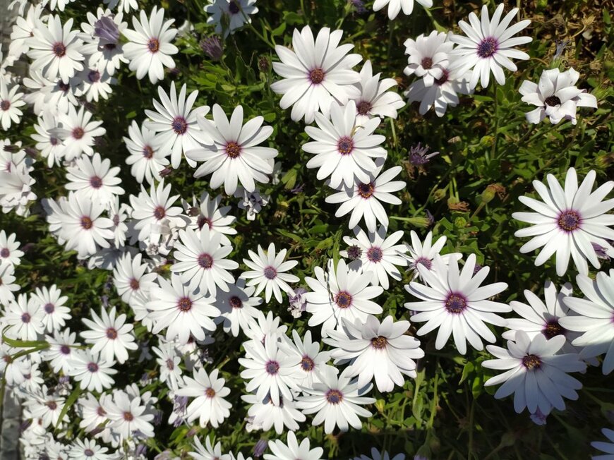 midfield man/shutterstock.com