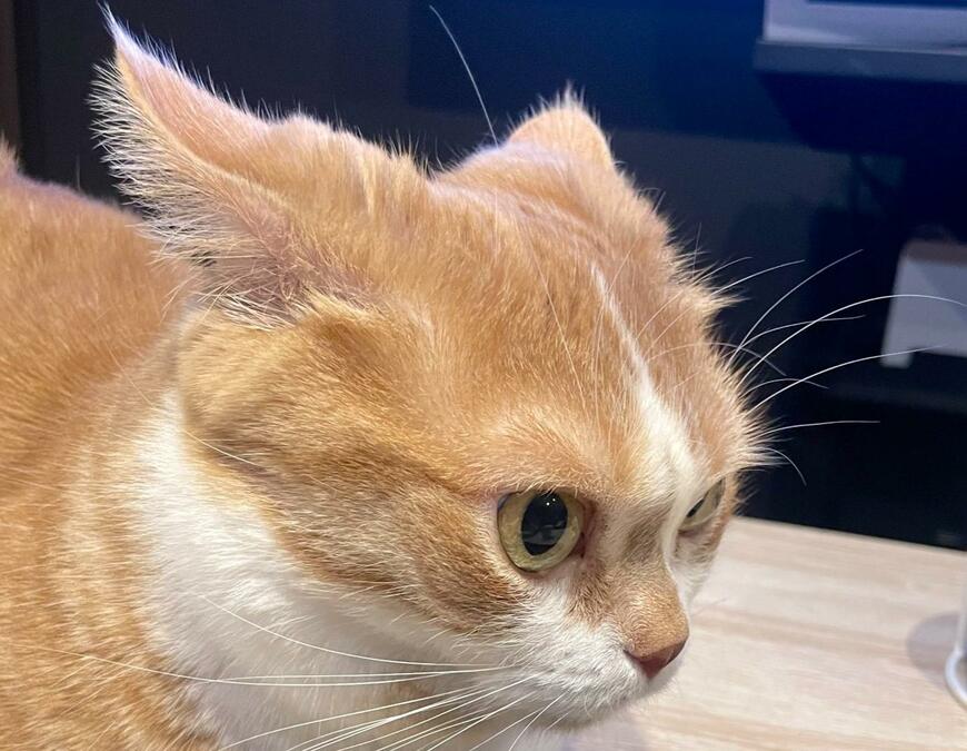 出所：@kotaro_0315