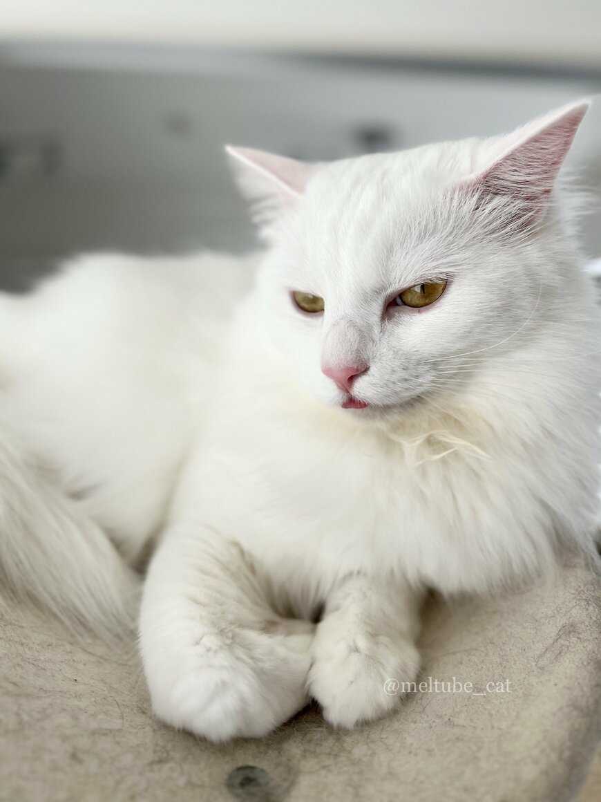 出所：@meltube_cat