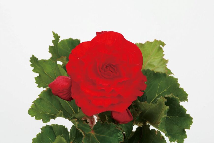 フォーチュンベゴニア®（画像提供：株式会社 サカタのタネ）