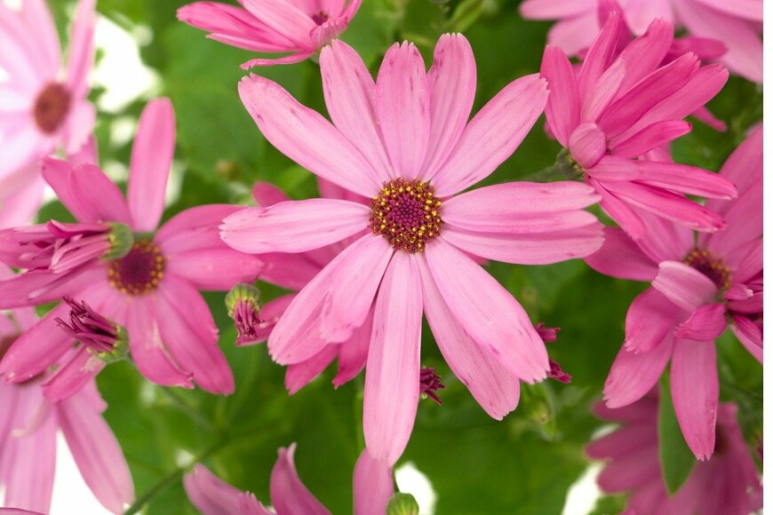 y-studio/istockphoto.com