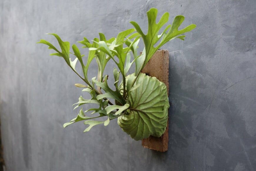 Junaidi habibatul rohman