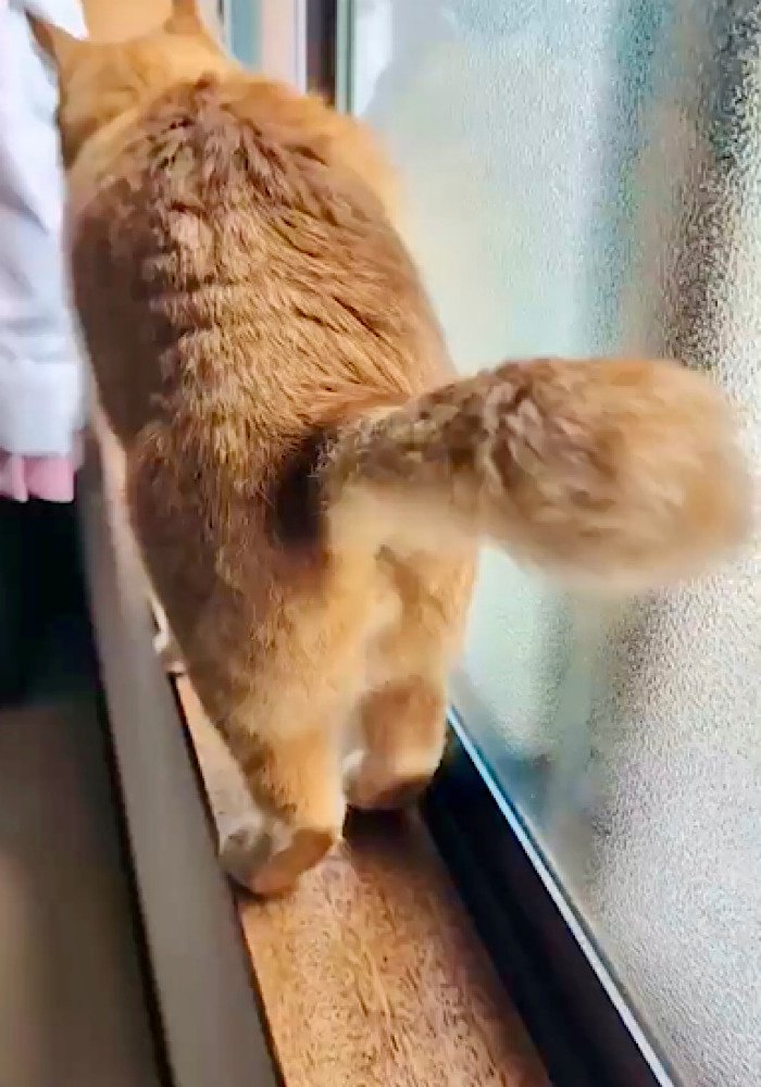【バックオーライ】器用にバックする猫ちゃんが話題に！「ナイス猫幅感覚」「お見事です」など反響続々