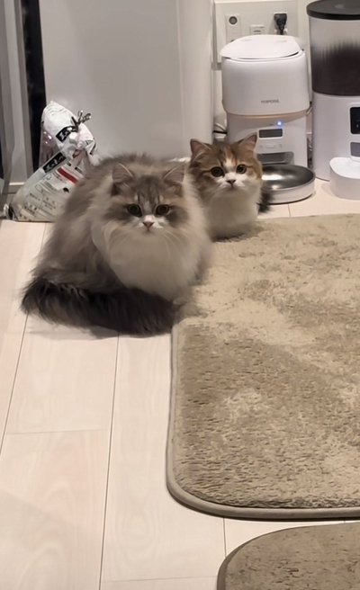 出所：@maguro_hokke