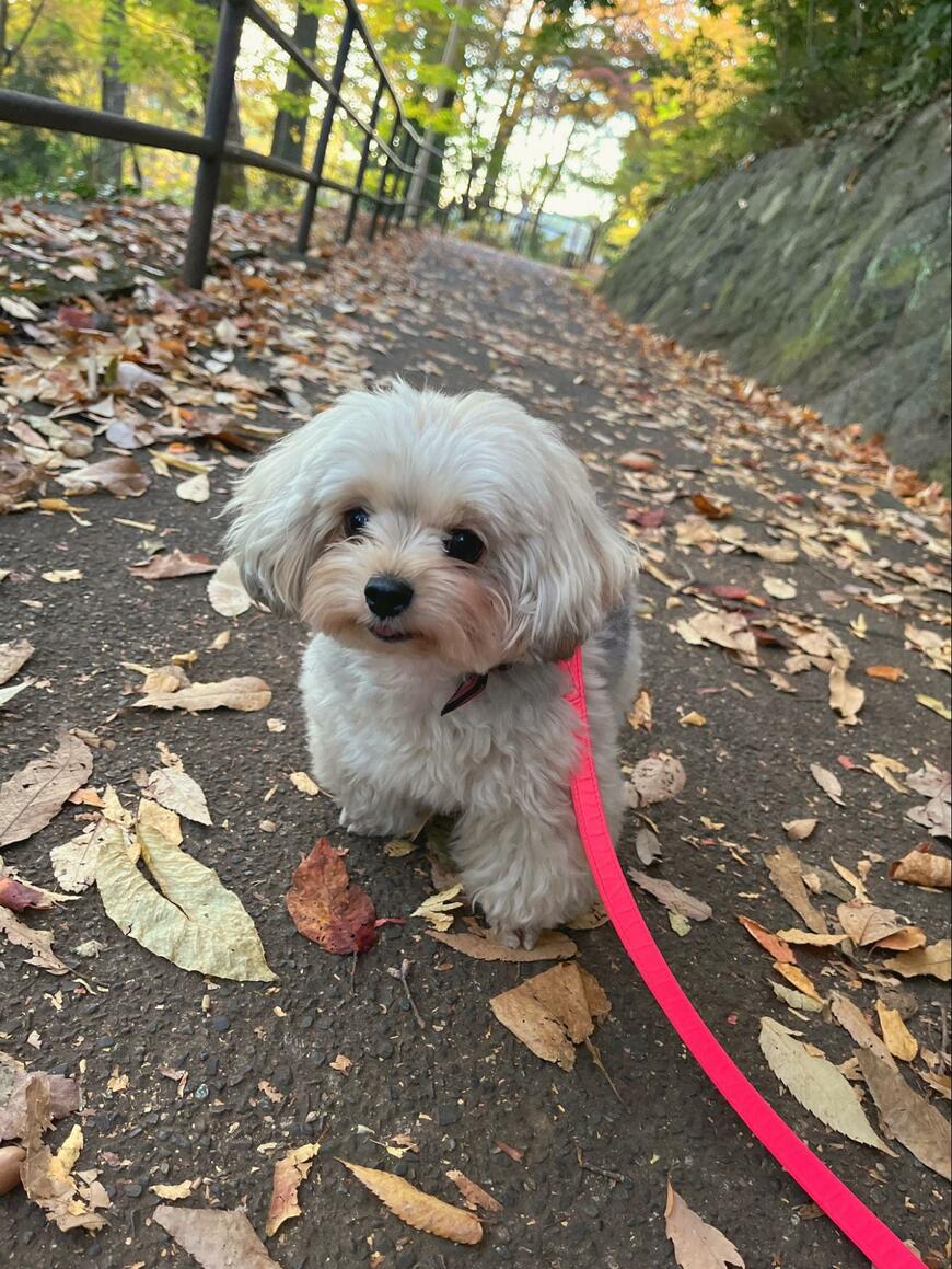 出所：@potage_0924