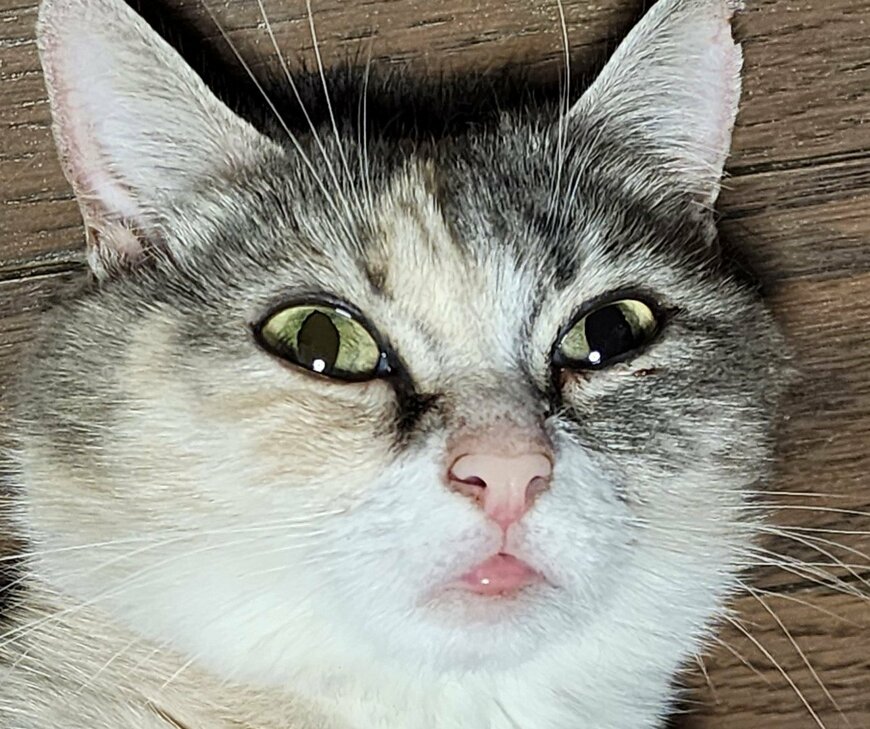 出所：@tokyonyanko0731