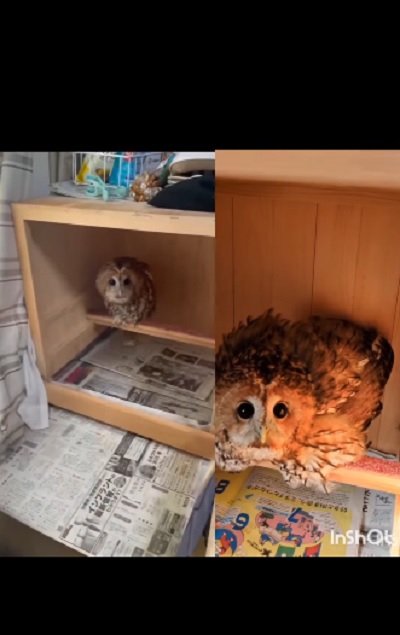 出所：@mori_luna_tawny_owl