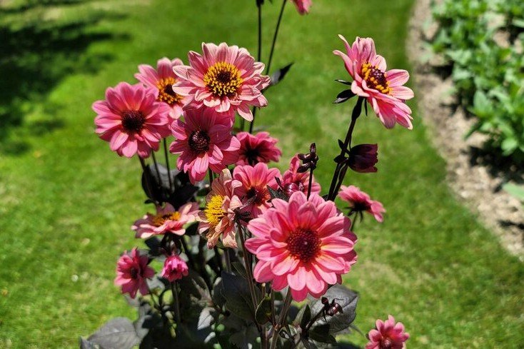 【ガーデニング】「植えっぱなしで毎年咲きます」銅葉とピンクのお花が可愛すぎる多年草