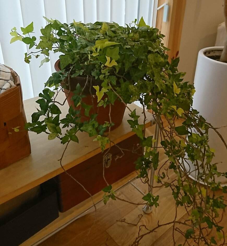 ヘデラ、つるは全長で1メートルほど。