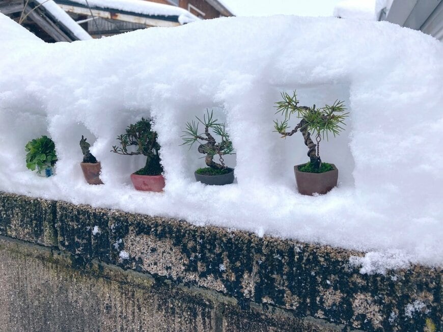 出所：@TsuruokaBonsai