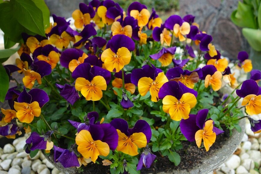 AmalliaEka/istockphoto.com