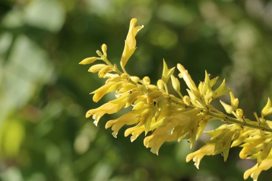 Aussiepics/shutterstock.com