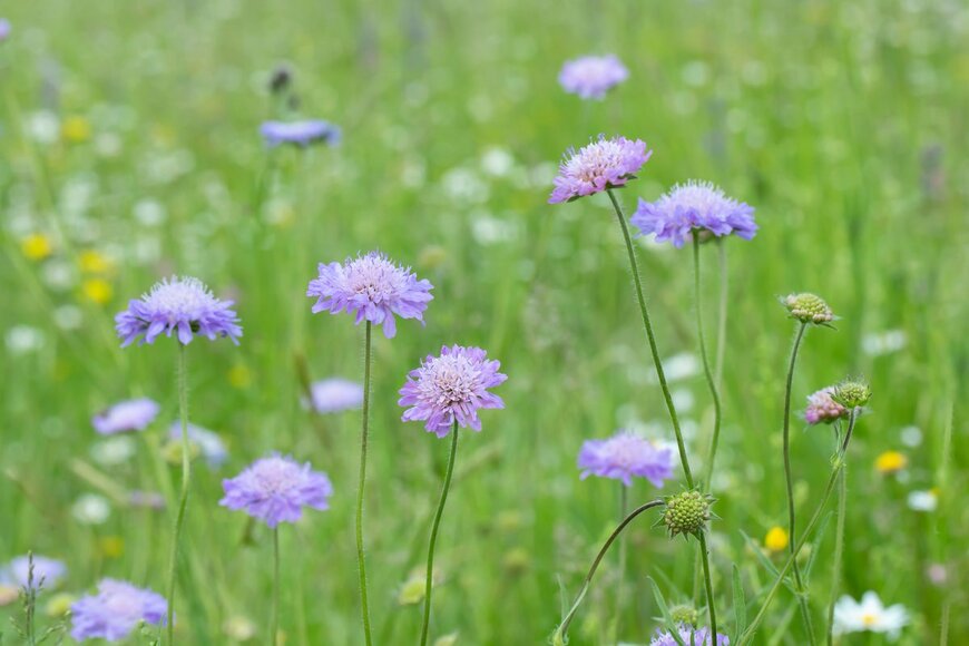 Amalia Gruber/Shutterstock.com