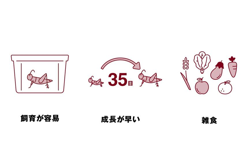 出所：無印良品 ネットストア限定 コオロギチョコ