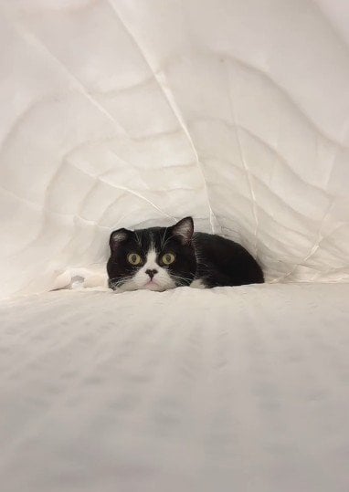 出所：@saburou214