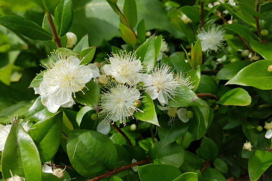 Manfred Ruckszio/shutterstock.com