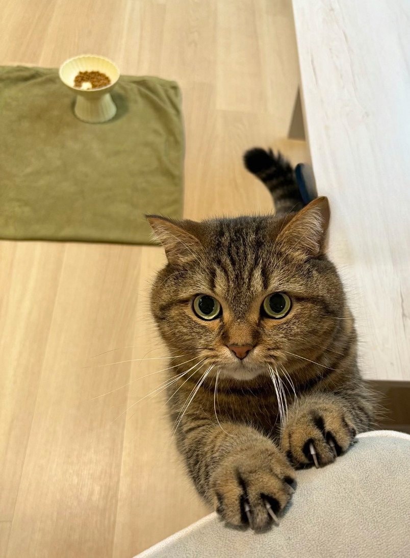 出所：@donguri_manchi