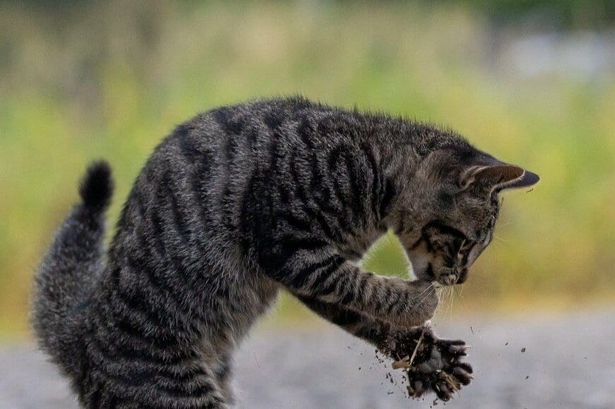 【ボクサーのよう】ファイティングポーズを見せる猫 醸し出す「圧倒的な強者感」が話題に