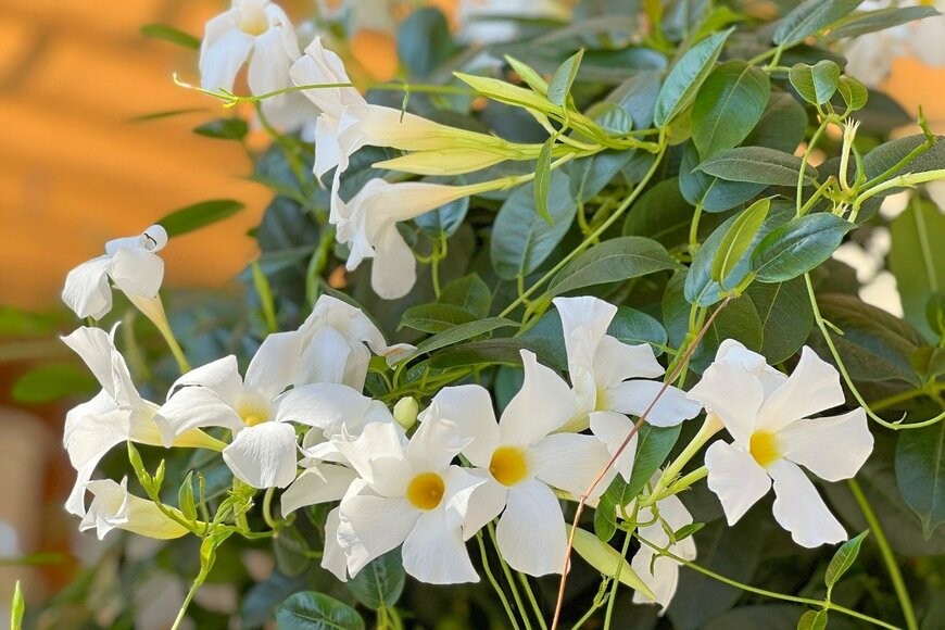 Olena Lialina/istockphoto.com