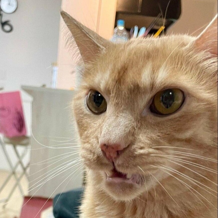 出所：＠Teagle_Noir