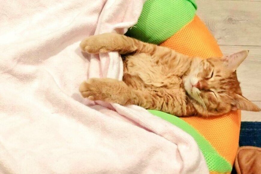 Twitterで話題の布団を掛けて眠る猫