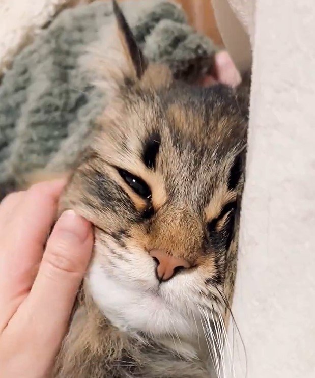 うっとりした猫