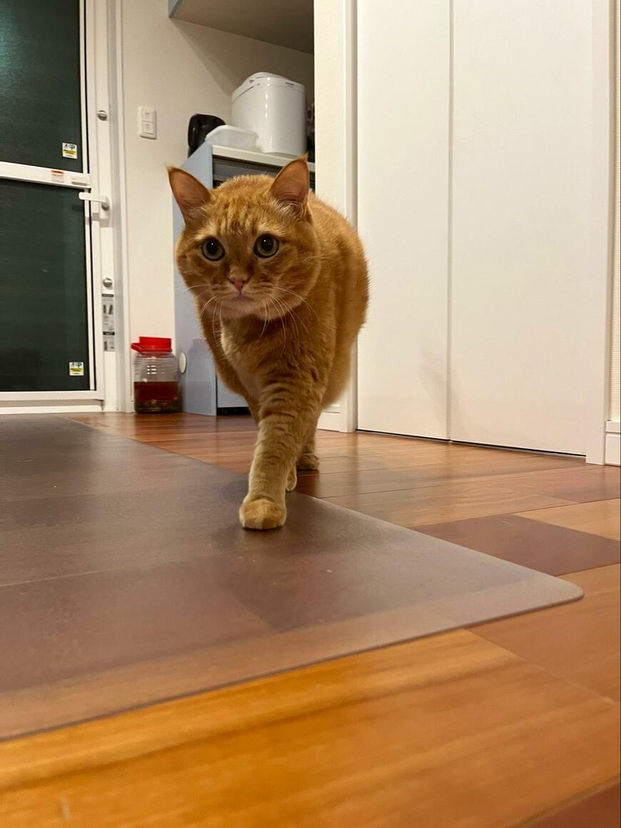 モデルウォークをする猫