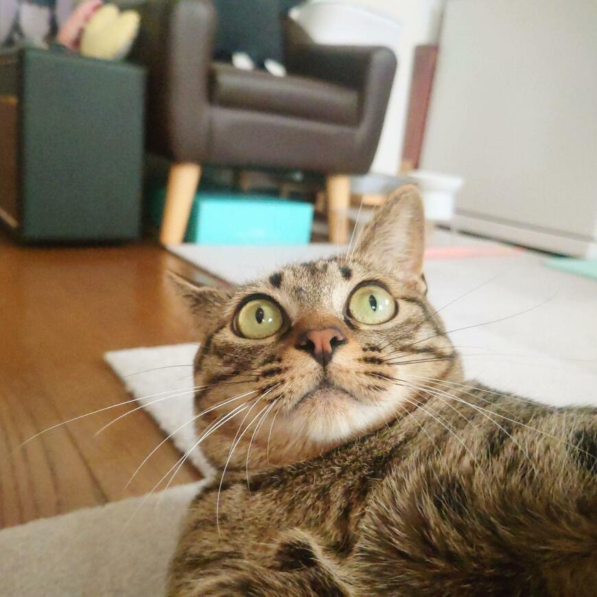 驚いた顔の猫