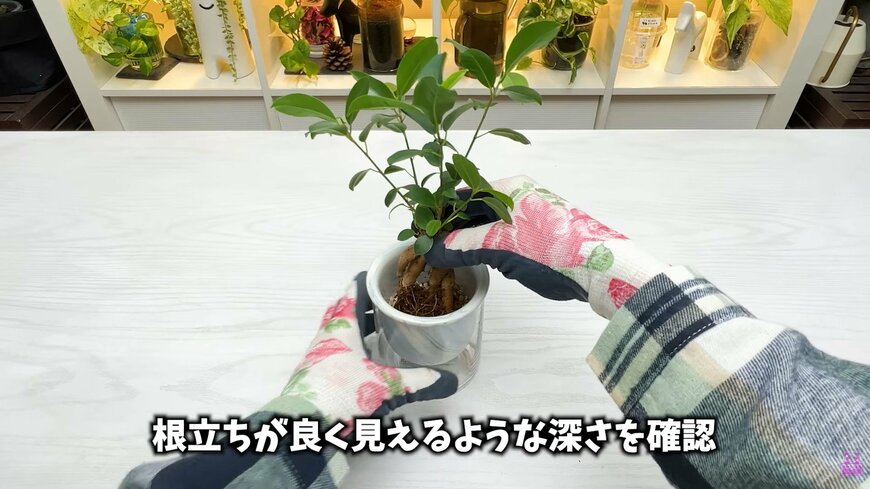 ダイソー THREEPPYの底面吸水鉢・陶器＆ガラス製自動給水プランターにガジュマルを植える