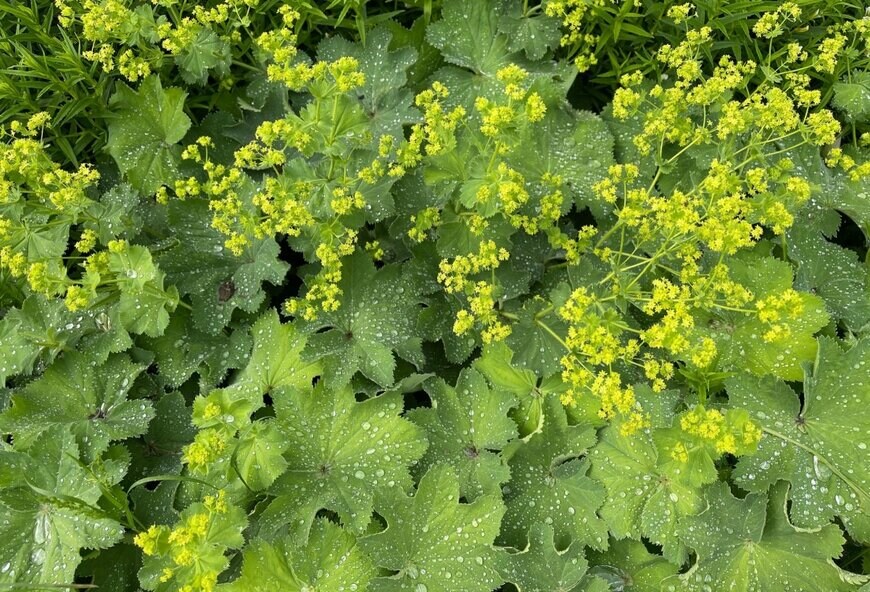 黄色い花を咲かせている、アルケミラ・モリス。