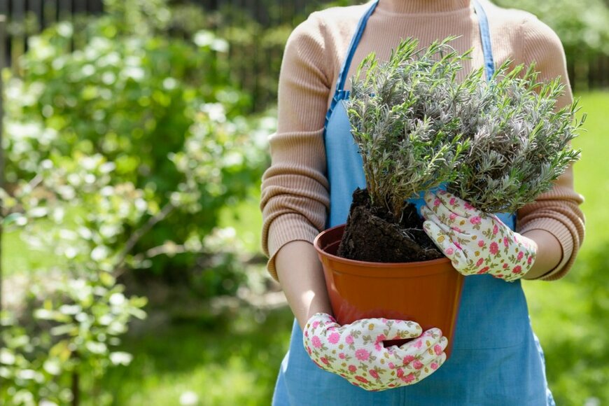 宿根草の植え替えのタイミング