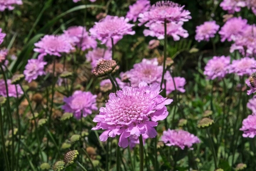 青みがかったピンク色のスカビオサの花