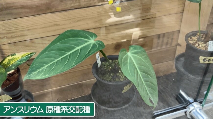 尾形貴弘のYouTube投稿