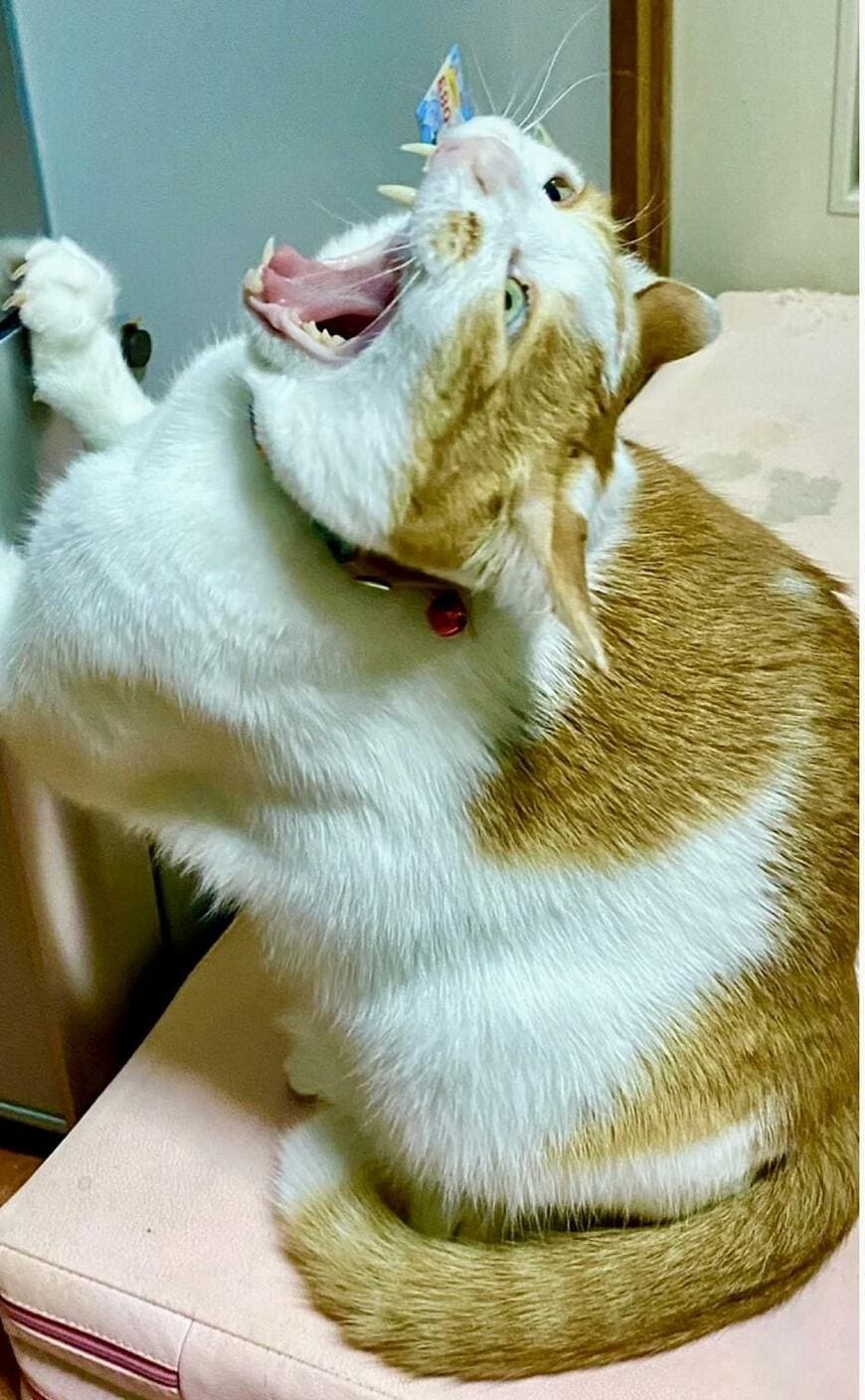 大きな口を開ける猫