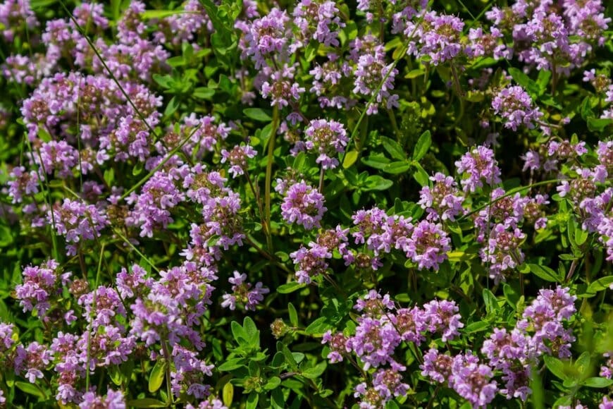 うす紫色の花を咲かせている、クリーピングタイム