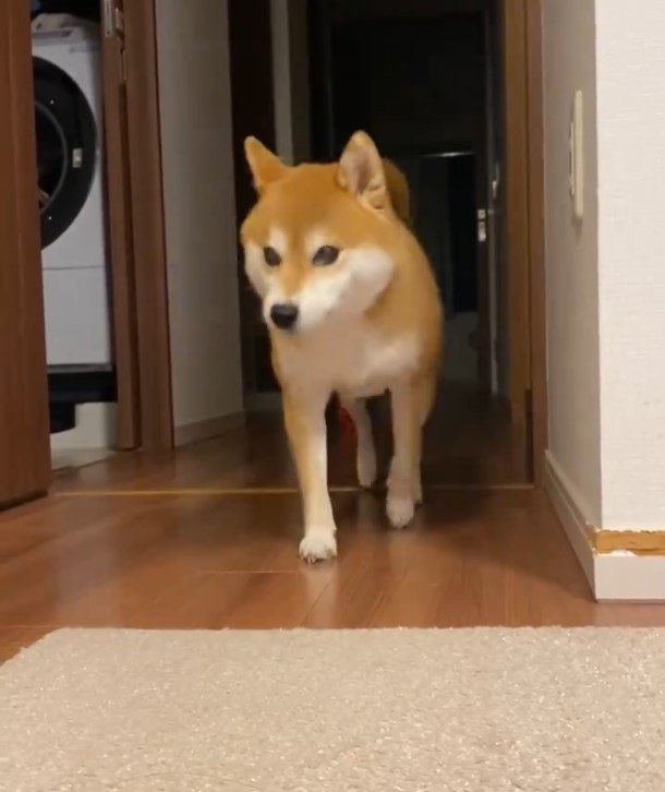 柴犬