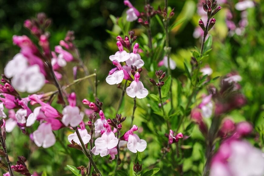 中心が濃いピンク、花弁が薄桃色の花を咲かせているチェリーセージ