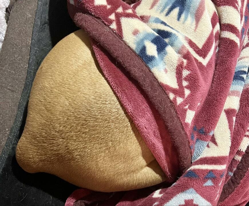 布団にもぐる犬