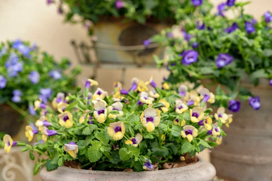 出所：サントリーフラワーズ　サマーミスト