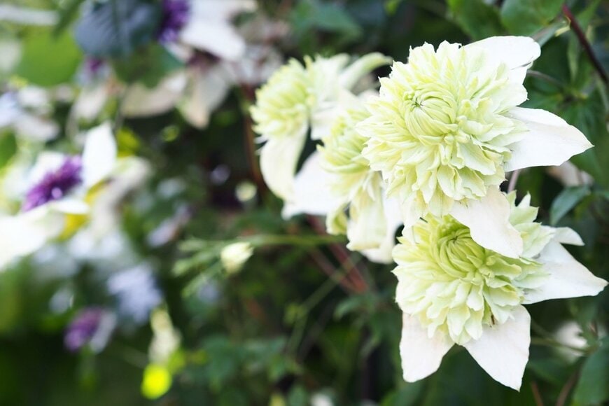 グリーンがかった白色の花を咲かせている、シロマンエ