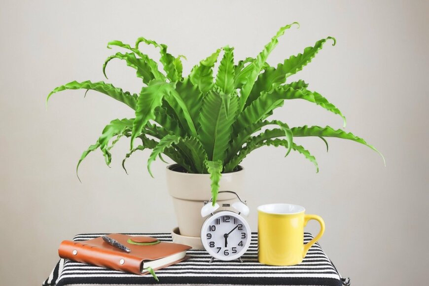 迷彩模様のような葉を広げている、アスプレニウム