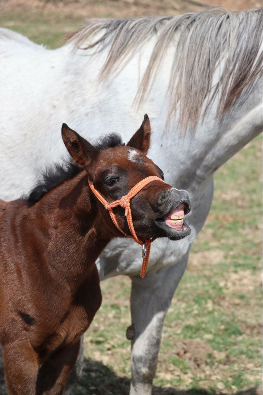 かわいらしい仔馬
