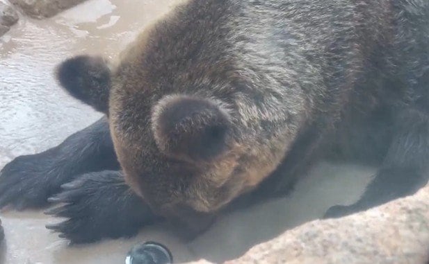 神戸市立王子動物園