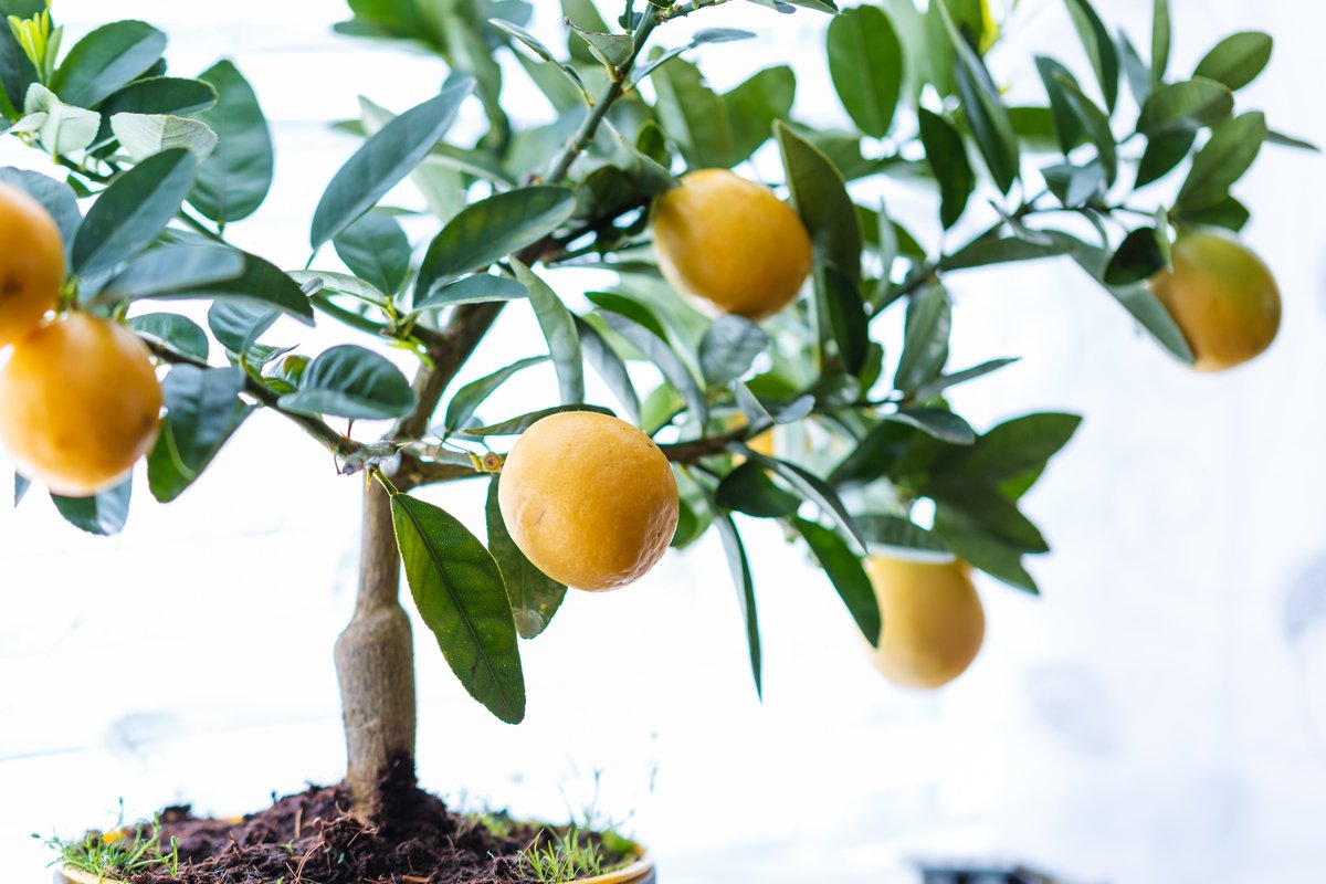 おすすめ観葉植物「レモンの木」ベランダでも室内でも！もぎたて果実が手に入る | LIMO | くらしとお金の経済メディア