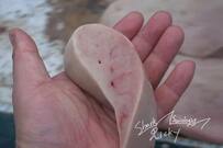 サメの肝臓をバケツの水につけると…　「驚きの生態」が明らかに