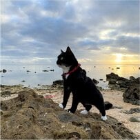 「インスタとXにのせる写真の違い」猫の飼い主が投稿した「ギャップがある写真」に笑ってしまう