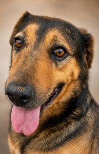腫瘍を患い、骨が浮き出るほど痩せた「人を怖がる犬」を保護 治療と心のケアを受け、新たな家族との出会いを待つ姿に反響