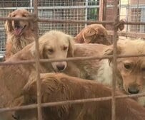 傷だらけの犬を含む6匹を保護 1匹が亡くなり、残された5匹にも咳や鼻水がみられ診察を受けることに…「もう安全だよ」