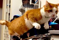 ああ…もう…ダメにゃ。「落ちそう」な猫が話題！犬猫の去勢手術の実態は？