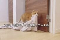 12歳おとな猫が一日中遊んだら…　電池切れ後の「バブみMAX具合」がたまらない